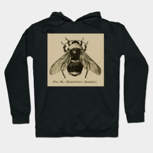 Bumblebee Bee Vintage Illustration Hoodie